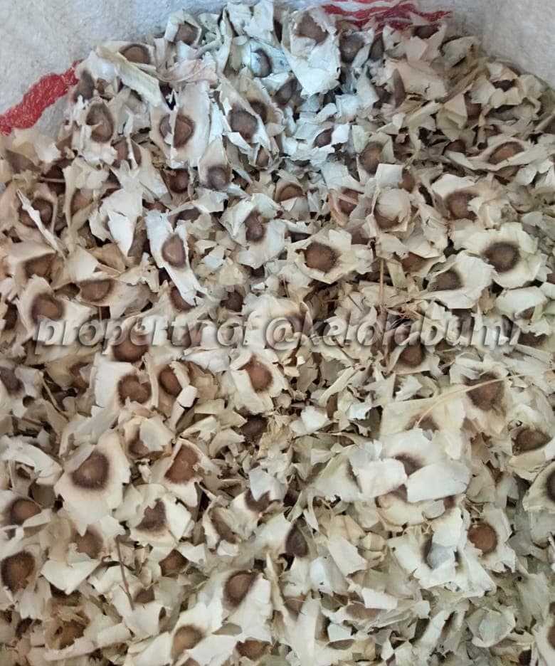 Komoditas tanaman Kelola Bumi